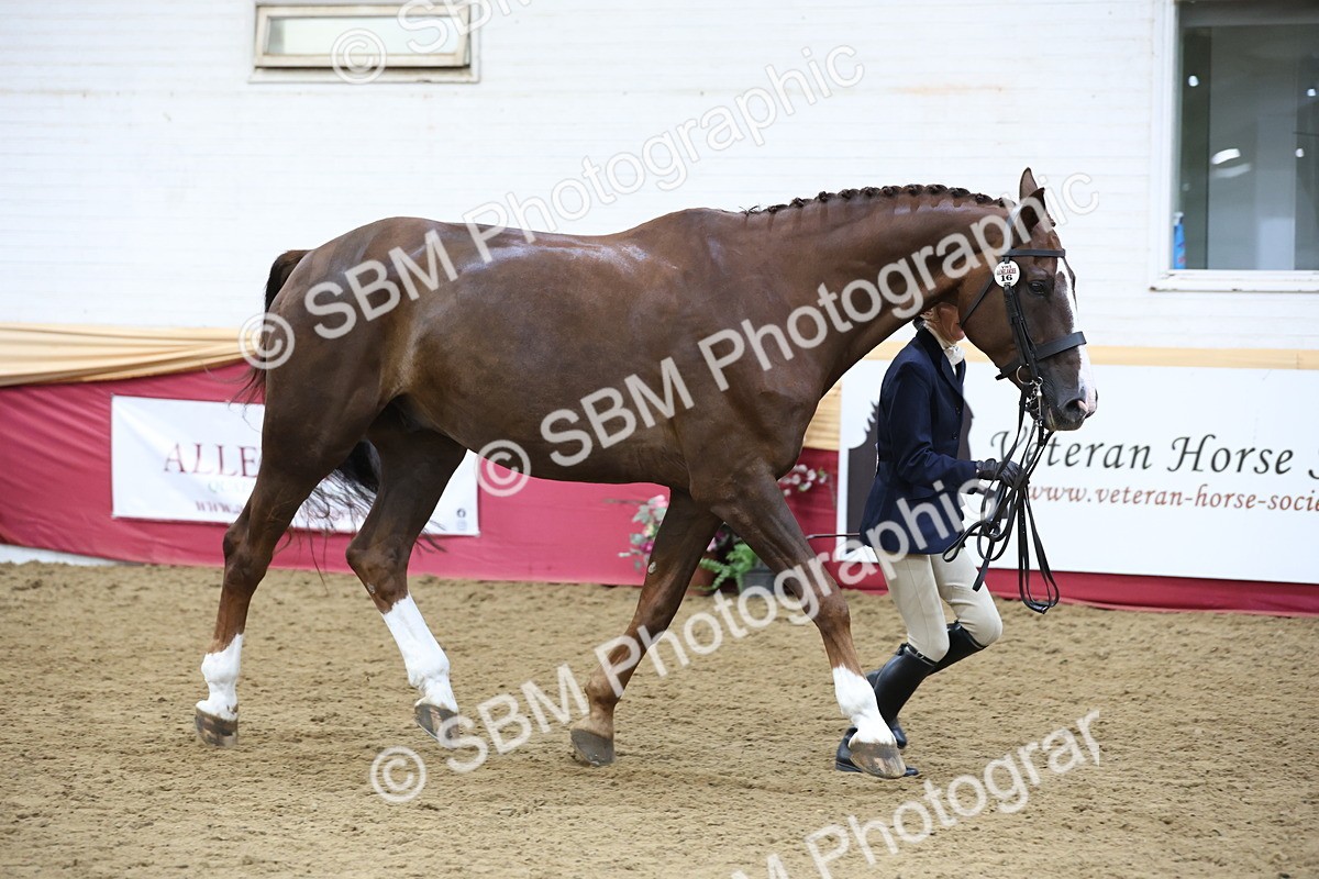 SBM_23670 - class 906 - Supreme Final - Ridden Pre Vet