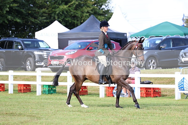 3E7A8431 - Class 2: Rising Star Large Hack/Riding Horse