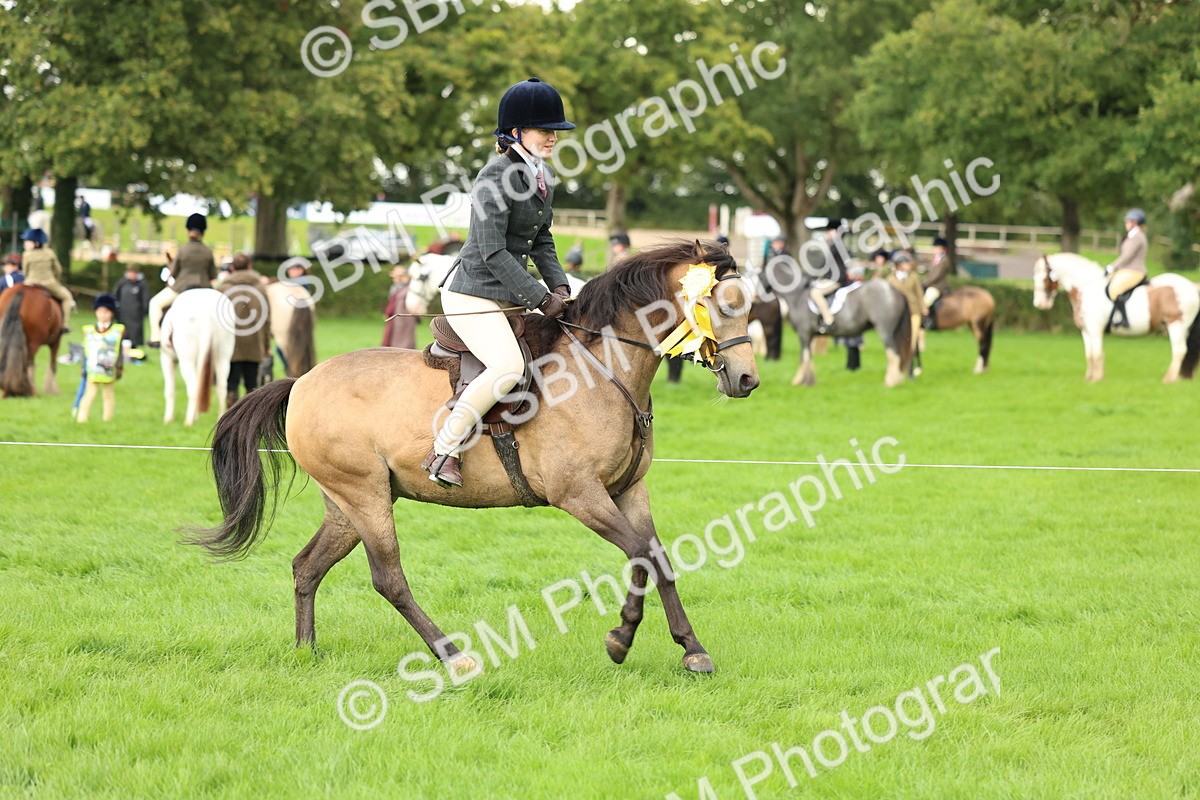 SBM_41916 - S32 - Mountain & Moorland Working Hunter Pony