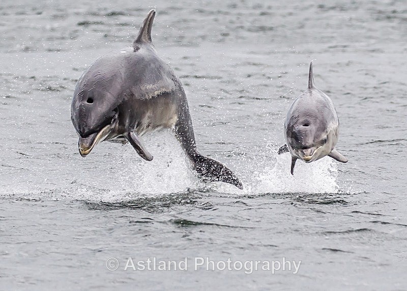Astland Photography, Bird and Wildlife Images, Susan and Peter Wilson, U.K.