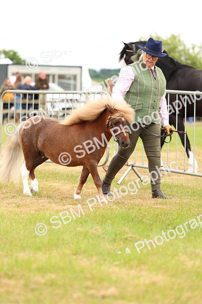 SBM_04422 - Class 64-67 - Shetland Pony In Hand