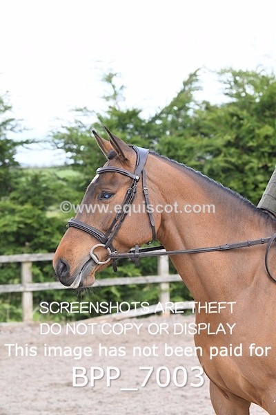 BPP_7003 - RING 1  (RIDDEN HORSES / IN HAND / VETERAN ETC)