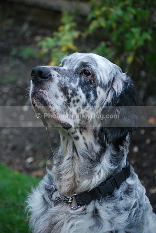  - English Setters