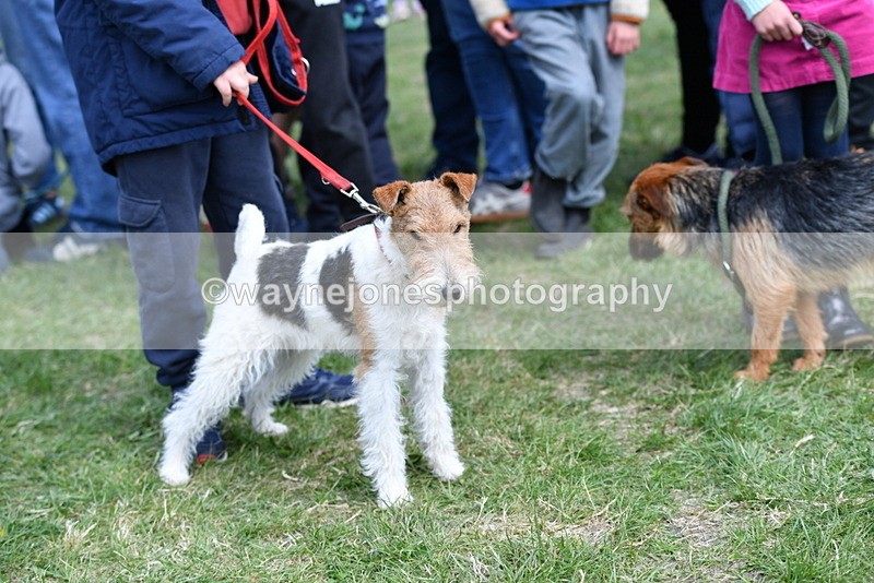 WJ5_0508 - Class 7 Best Terrier
