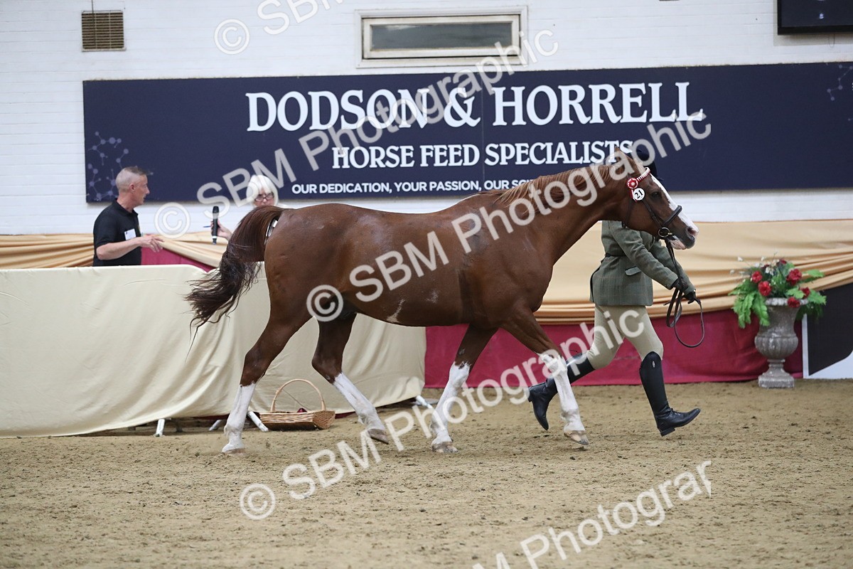 SBM_08457 - Class 11R Regional Ridden Veteran