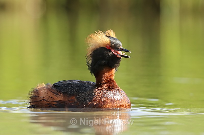 Slavonian Grebe showing tongue, Iceland - Slavonian Grebe