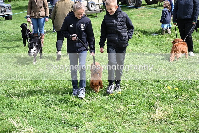 WJ6_8908 - Class 8 Best Working / Gun Dog or Bitch