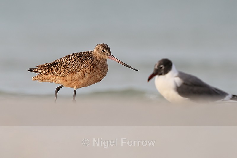 Marbled Godwit and Laughing Gull, Fort De Soto Park, Florida - Marbled Godwit