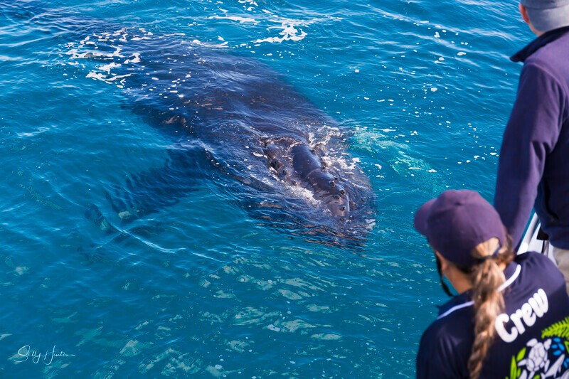_16A1639 - 2024 Hervey Bay Whales