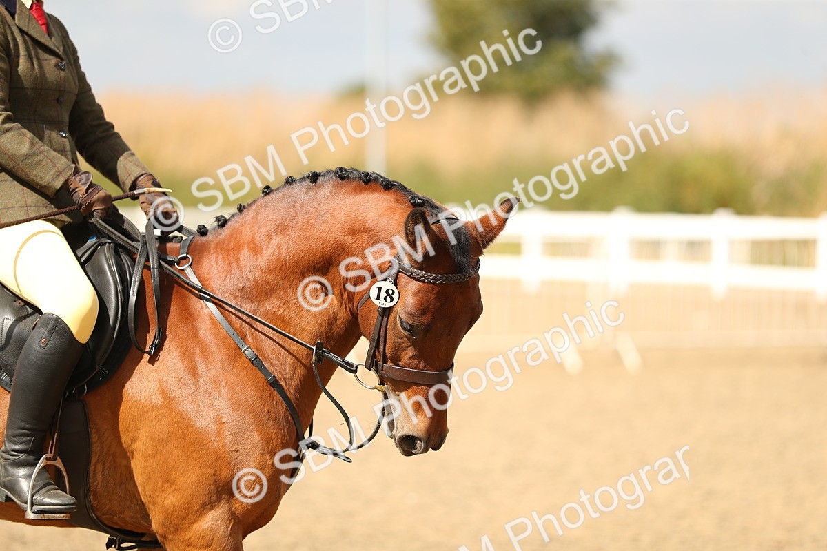 SBM_04855 - Class 47a Style & Performance 60cm (15-19)