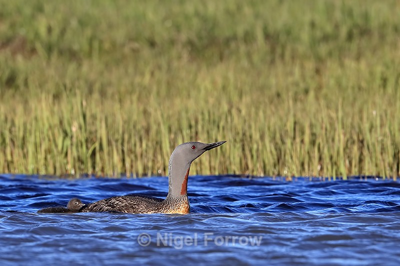 Red-throated Diver chick following adult, Floi, Iceland - Red-throated Diver