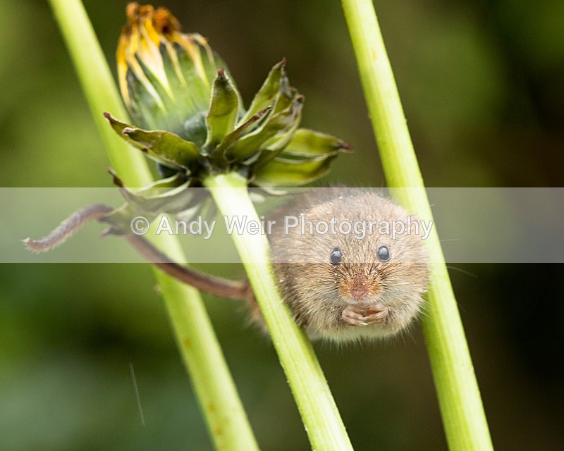 20140405-3K8A9877 - Harvest Mouse