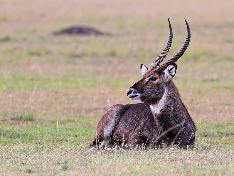 Waterbuck resting on the ground - Antelope