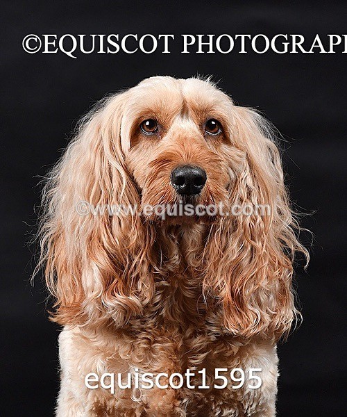 equiscot1595 - POPPY & EDDI