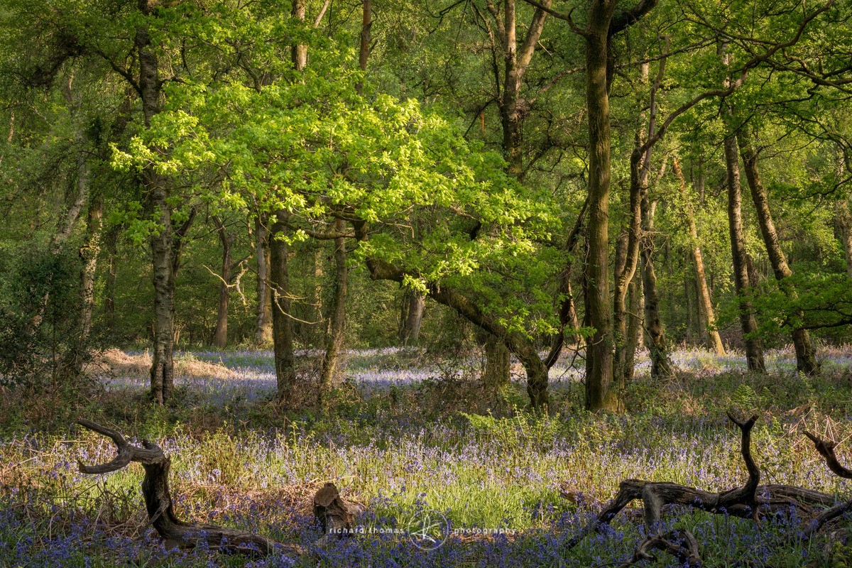 Reaching for light - BlueWood
