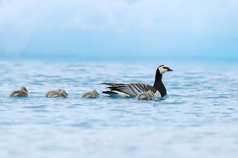 Barnacle Goose & five goslings, Jokulsarlon, Iceland - Barnacle Goose