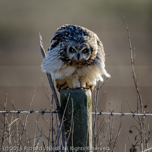 Short-eared Owl (Asio flammeus) on post - Short-eared Owl (Asio flammeus)