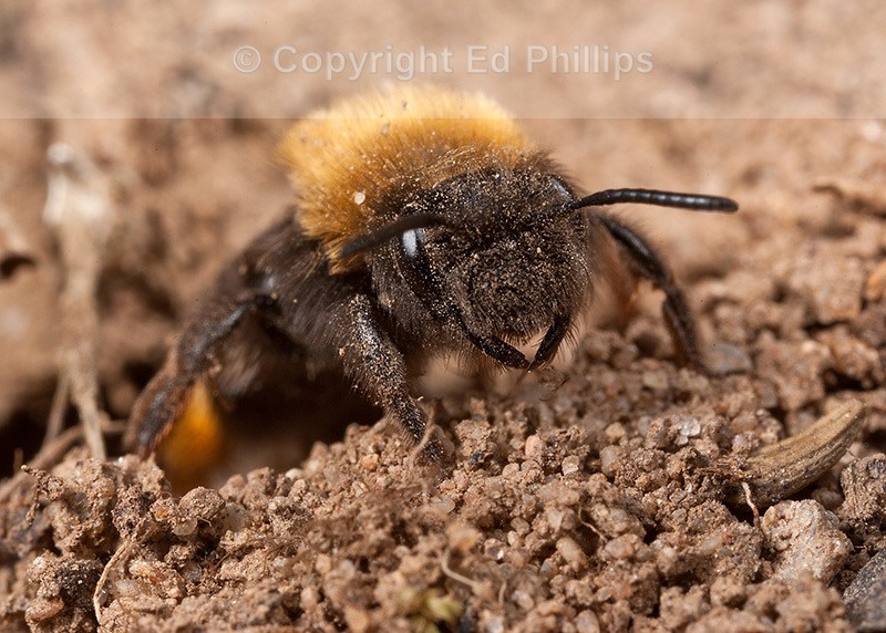 Andrena clarkella (f)