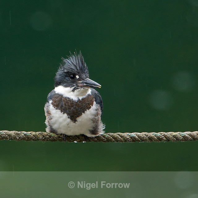 Frontal vieiw of a Belted Kingfisher (male) perched on a rope fence - Belted Kingfisher