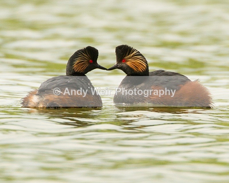 20110416-IMG_3739 - Black-necked Grebe