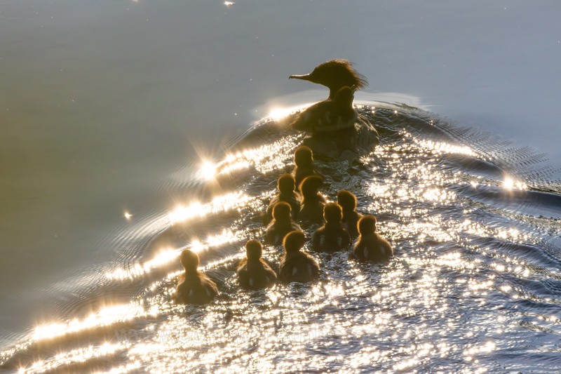 Goosander Family - Latest images