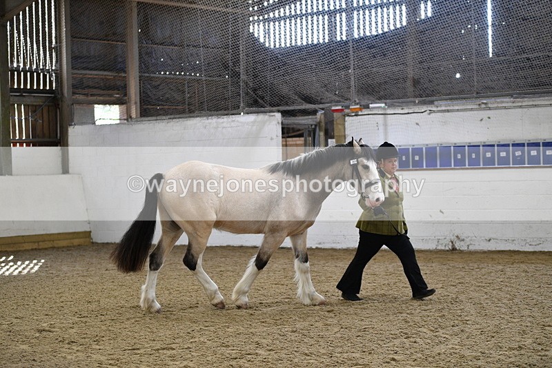 WJ5_4492 - Class 3 Part Bred In hand