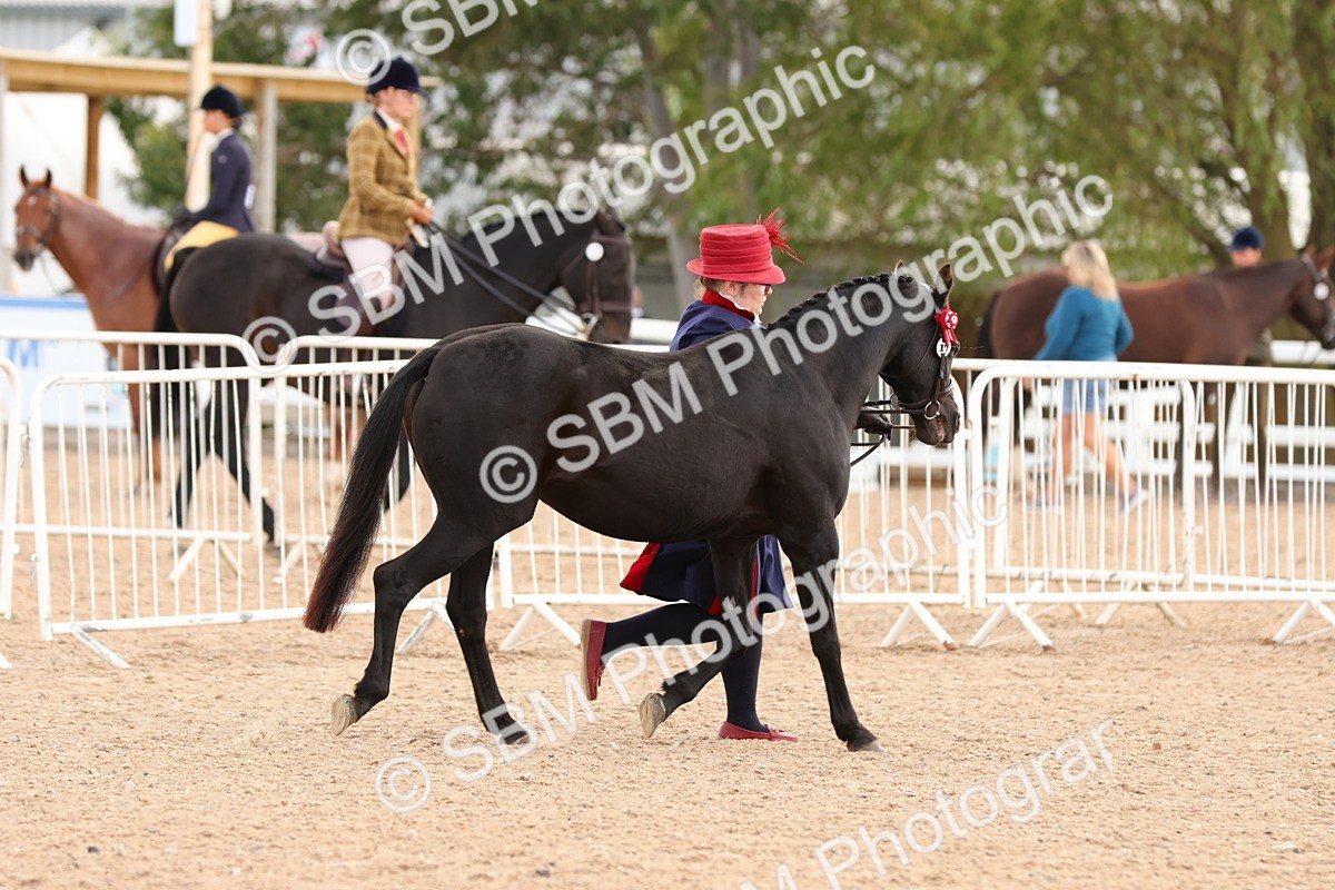 SBM_10221 - Class 205 - IH Show Pony - Show Hunter Pony