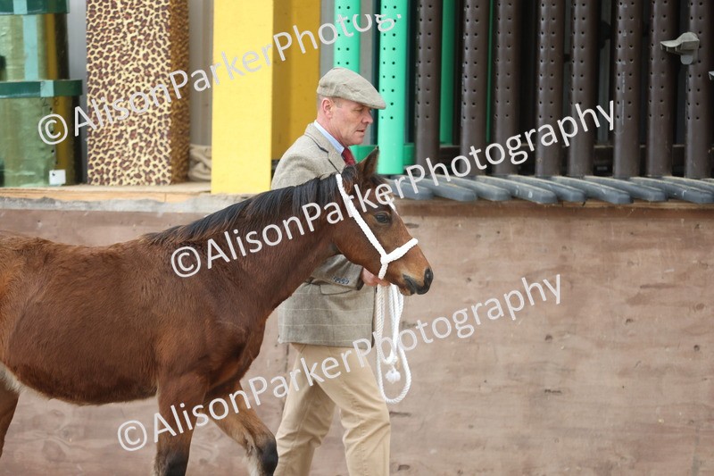 20251109-0765 - Class 24 - Foals