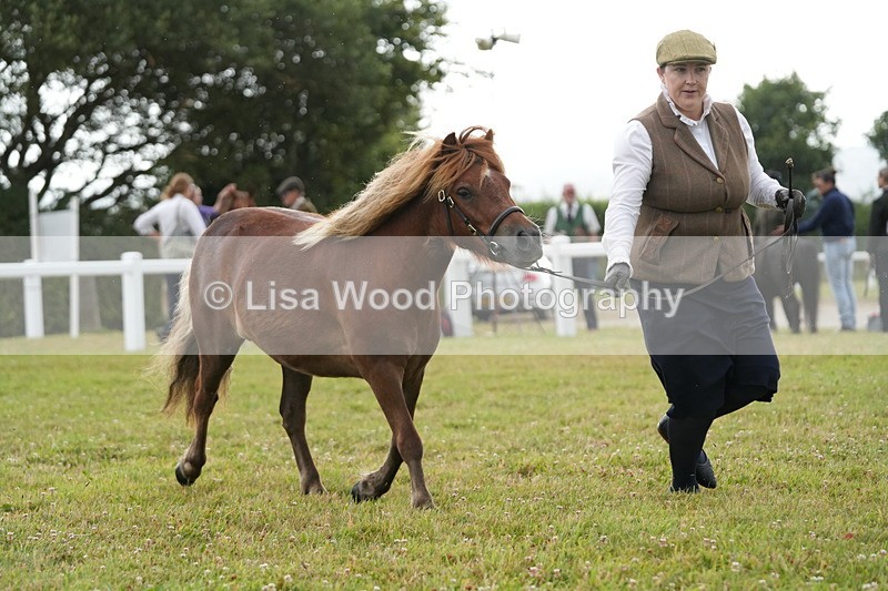 DSC04584 - Class 46: NPS Shetland Youngstock