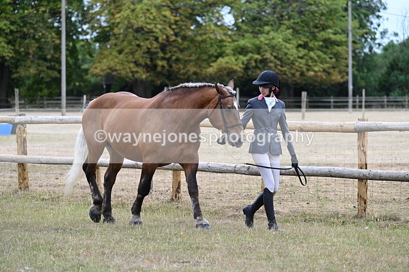 WJ7_8897 - Class 4a Prettiest Mare 14.2hh and over