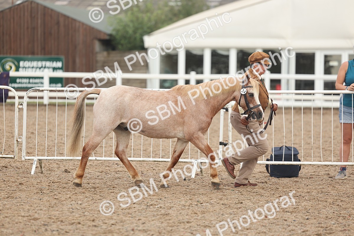 SBM_08463 - Class 29 - IH Veteran Pony