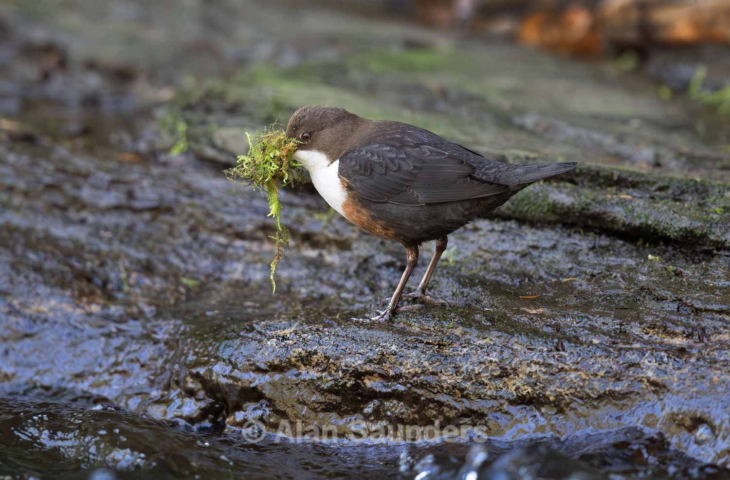 Dipper 12