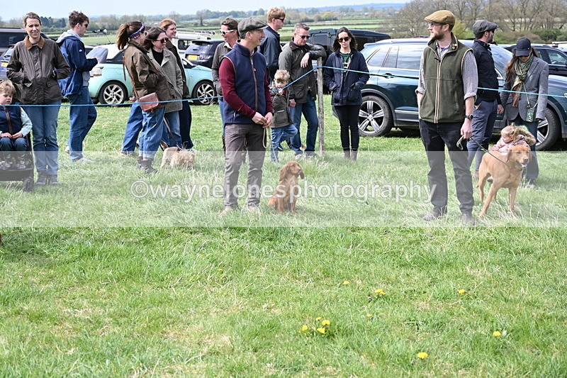 WJ6_8666 - Class 8 Best Working / Gun Dog or Bitch