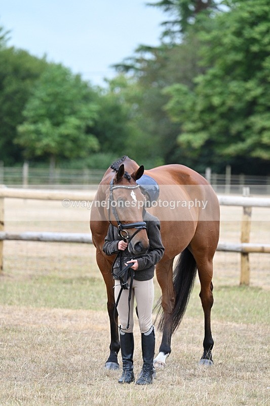 WJ7_9899 - Class 5a Most Handsome Gelding (above 14.2hh)