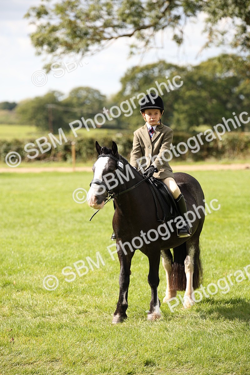 SBM_42275 - S13 - Pony Club Pony