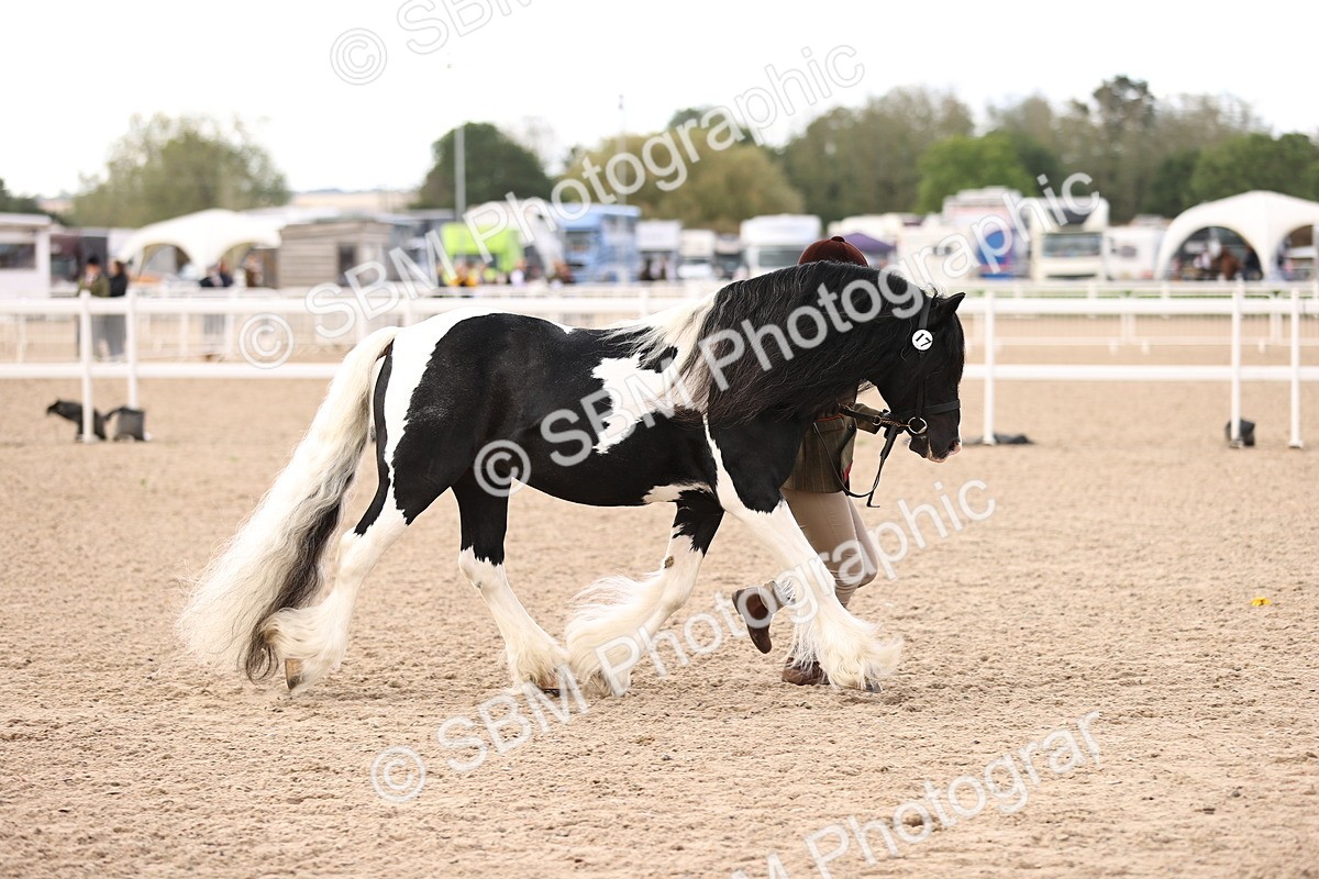 SBM_09312 - Class 404 - IH Traditional - Native Cob