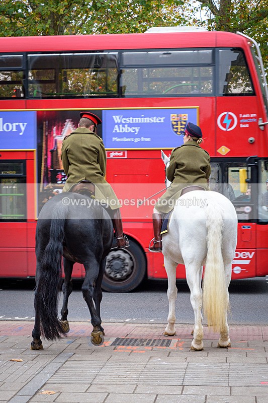 NGP_8303 - 2024 Animals in War Remembrance Gathering