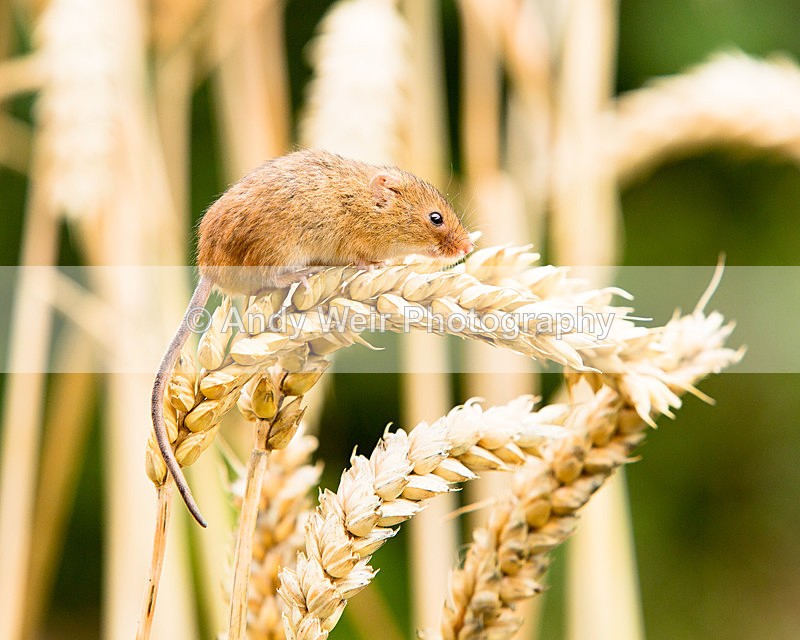 20140802-3K8A4484 - Harvest Mouse