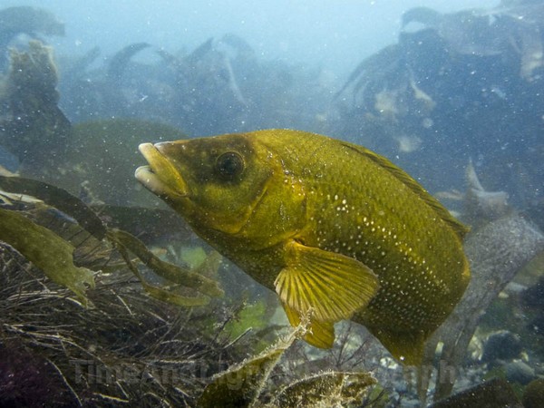 Ballan Wrasse - Cornish Marine Life