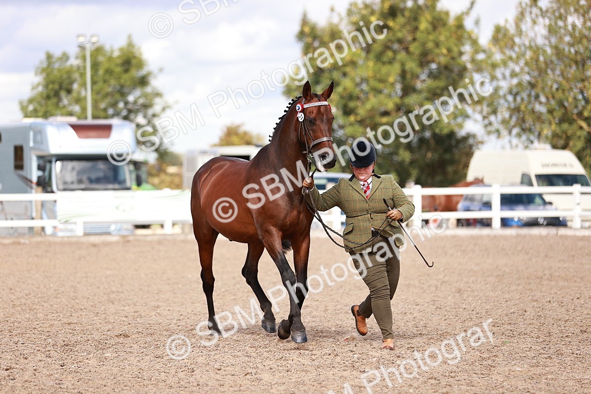 SBM_14204 - Class 407 - IH Hack Riding Horse
