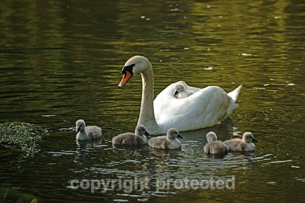 Mute Swans - River Witham - Lincolnshire - Birds