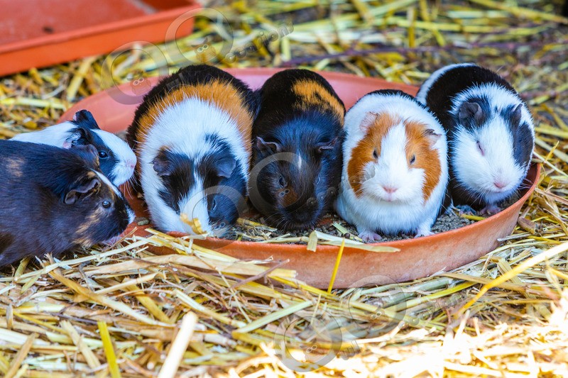 guinea pig cavia porcellus-2707 - Pet Photography