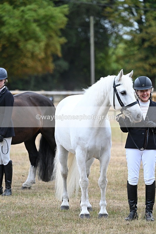 WJ7_0206 - Class 5a Most Handsome Gelding (above 14.2hh)