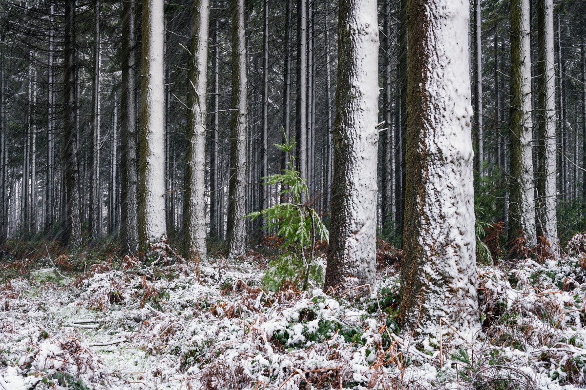 Attempt - WINTER