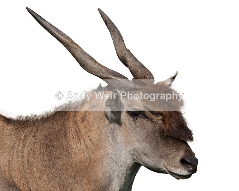 20120903-_MG_9832-1379 - Captive Animals