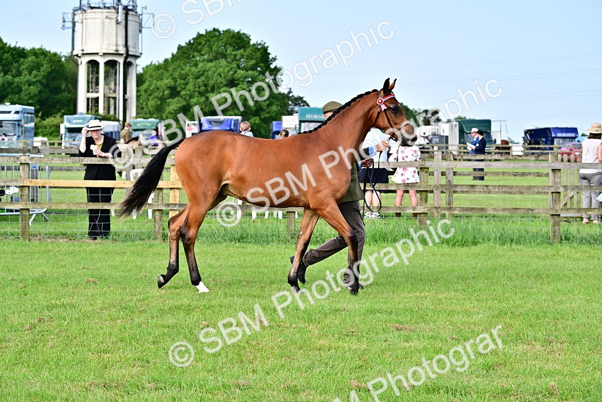 SBM_00076 - Class 46-49 - Arab and Part Bed-Anglo Arab In Hand