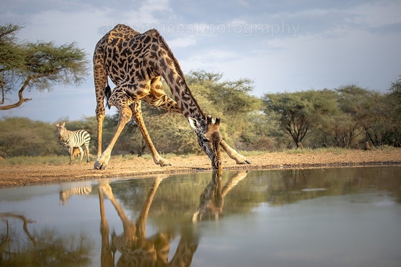  - African Safaris