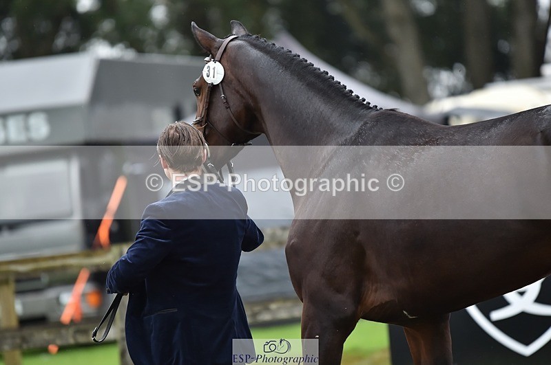 231018-122224-00245 - 031-ARIELLA-Morgan.Wyatt-TrotUp