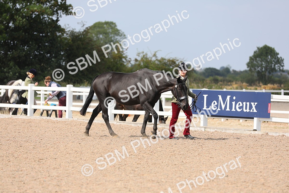SBM_15649 - Class 312 IH Competition Horse/Pony