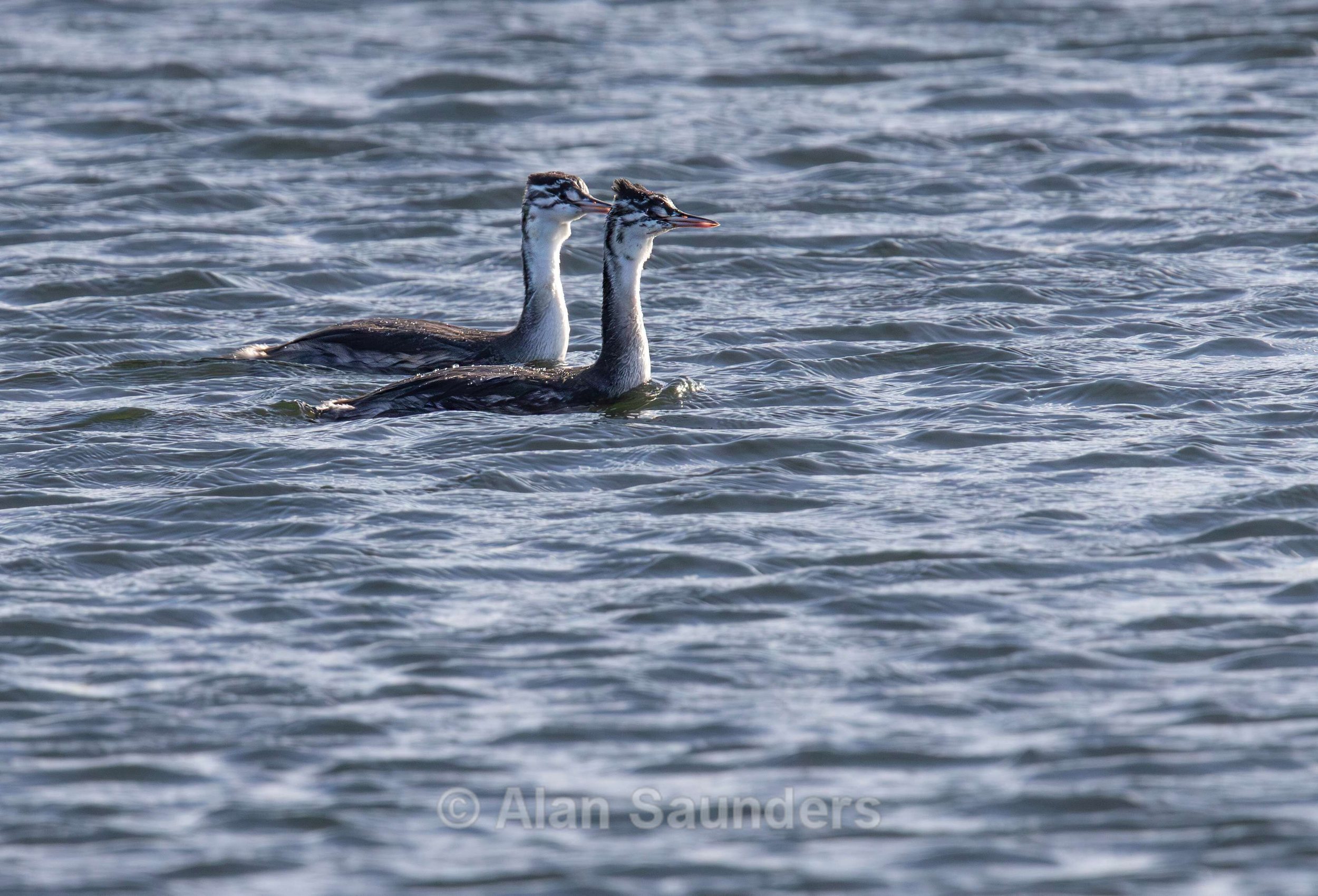 Great Crested Grebe 7